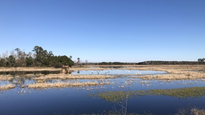 Alligator River Game Land - Columbia, NC