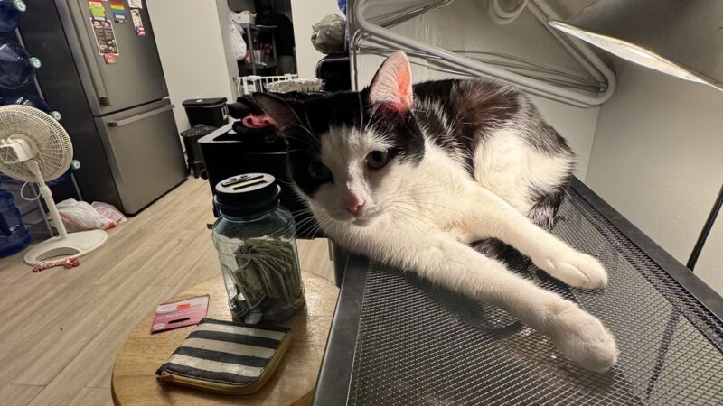 Comfort Inn Pet Sitters - ,