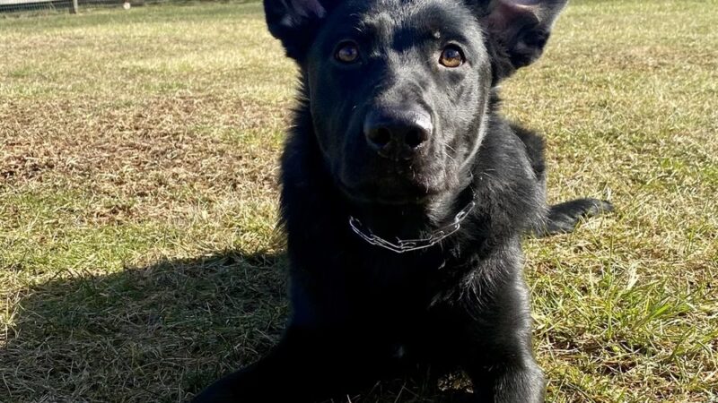 Comfort Inn Pet Sitters - ,