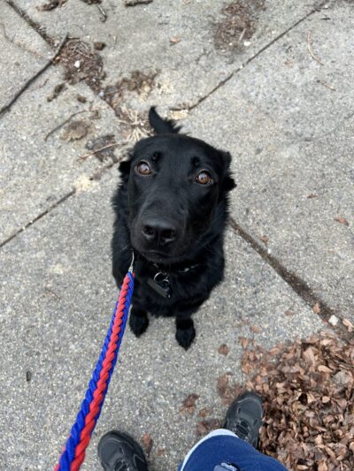 Comfort Inn Pet Sitters - ,