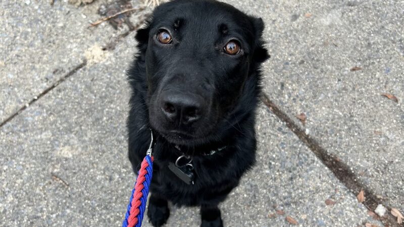 Comfort Inn Pet Sitters - ,