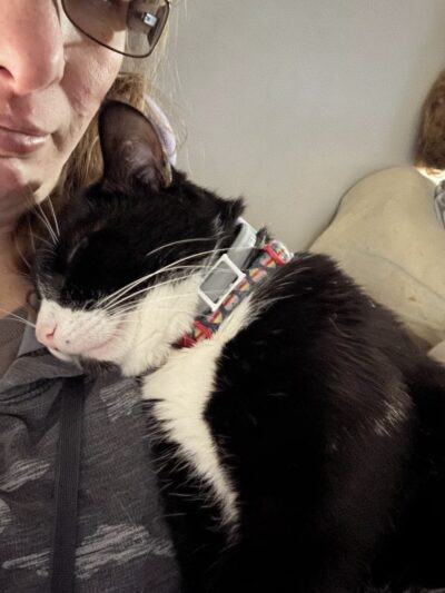 Comfort Inn Pet Sitters - ,