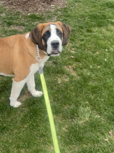 Comfort Inn Pet Sitters - ,