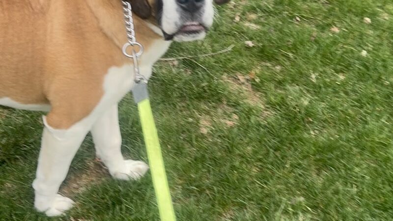 Comfort Inn Pet Sitters - ,