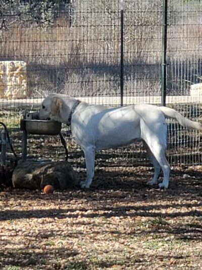 Dog park - Comfort, TX