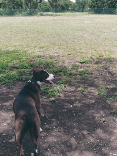 Dog park - Comfort, TX