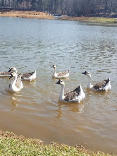 American Veterans Memorial Park - Commerce, GA