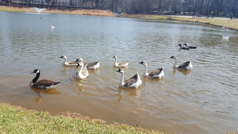 American Veterans Memorial Park - Commerce, GA