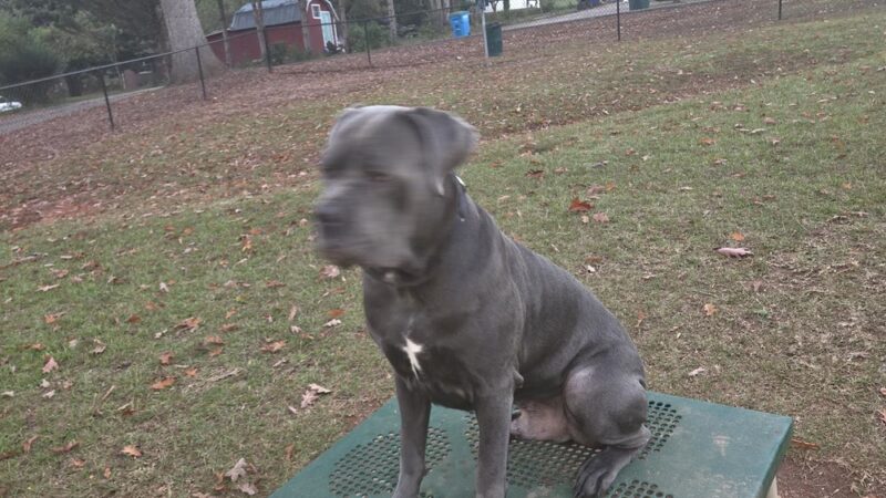 Willoughby Park - Commerce, GA