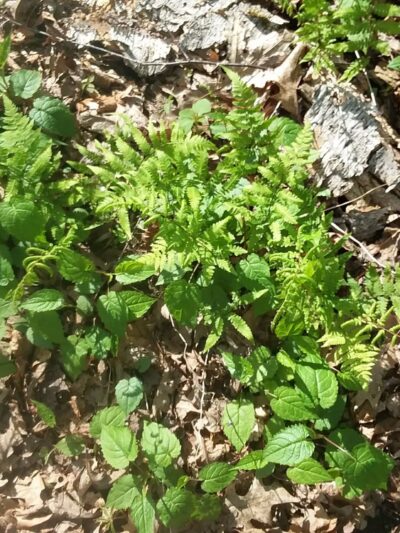 Willoughby Park - Commerce, GA