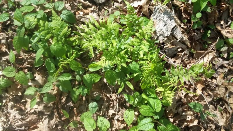 Willoughby Park - Commerce, GA