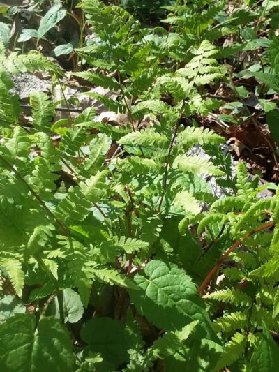 Willoughby Park - Commerce, GA