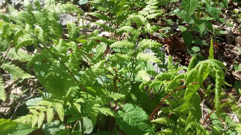 Willoughby Park - Commerce, GA