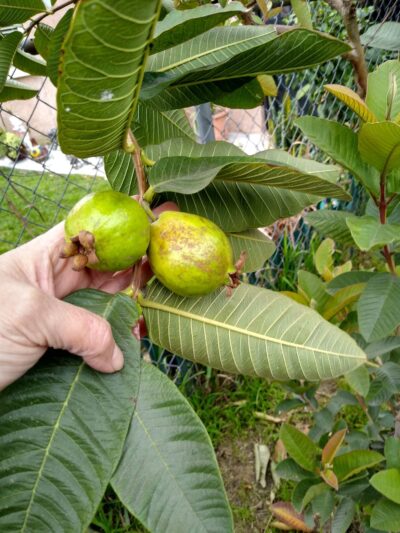 César Chávez Park - Compton, CA