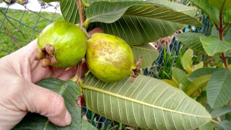 César Chávez Park - Compton, CA