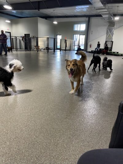 The Pack Indoor Dog Park, Restaurant and Bar - Comstock Park, MI