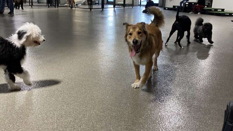 The Pack Indoor Dog Park, Restaurant and Bar - Comstock Park, MI