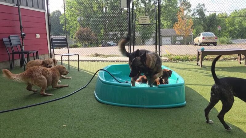 The Pack Indoor Dog Park, Restaurant and Bar - Comstock Park, MI