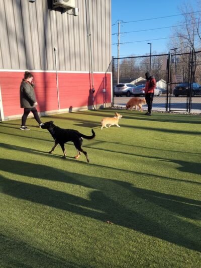 The Pack Indoor Dog Park, Restaurant and Bar - Comstock Park, MI