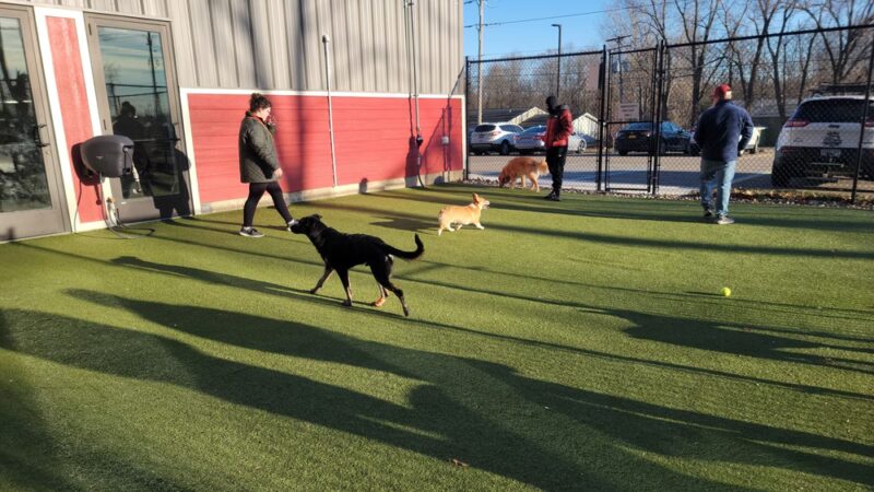 The Pack Indoor Dog Park, Restaurant and Bar - Comstock Park, MI