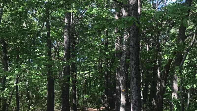 Reformatory Branch Trail - Concord, MA