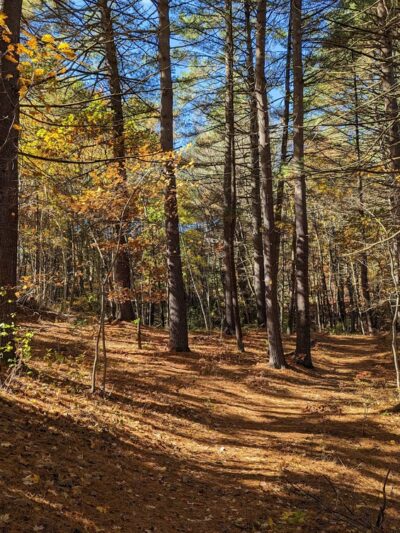 West Concord Park - Concord, MA