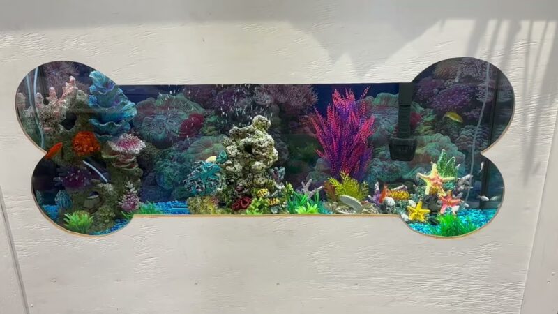 Pawskies - Concord, NH