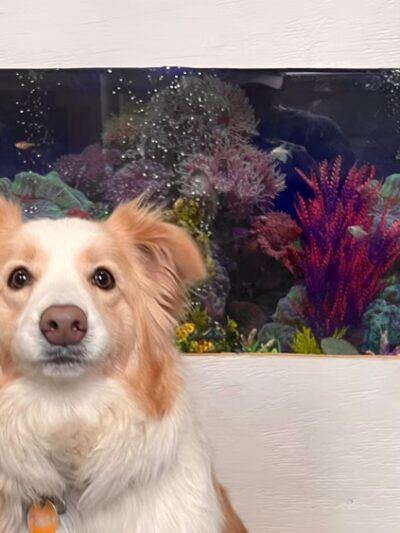 Pawskies - Concord, NH