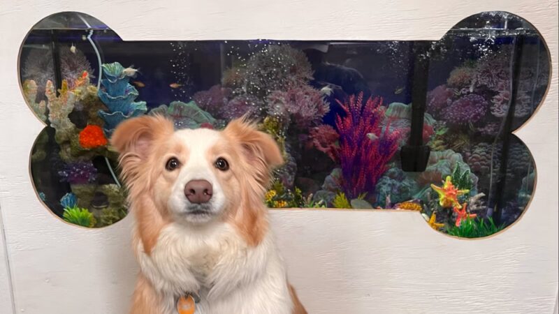 Pawskies - Concord, NH