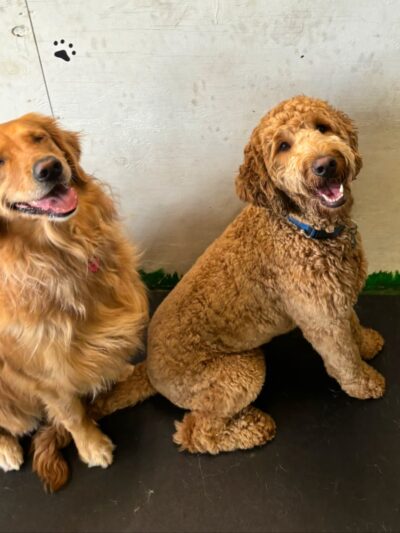 Pawskies - Concord, NH