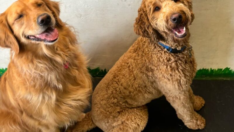 Pawskies - Concord, NH