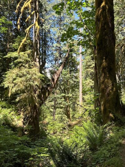 Baker Lake Trail - Concrete, WA