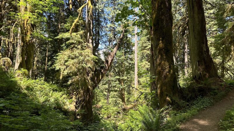Baker Lake Trail - Concrete, WA