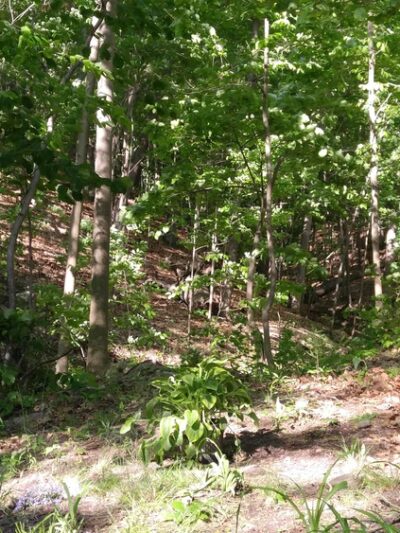 Conesus Lake RV Park - Conesus, NY