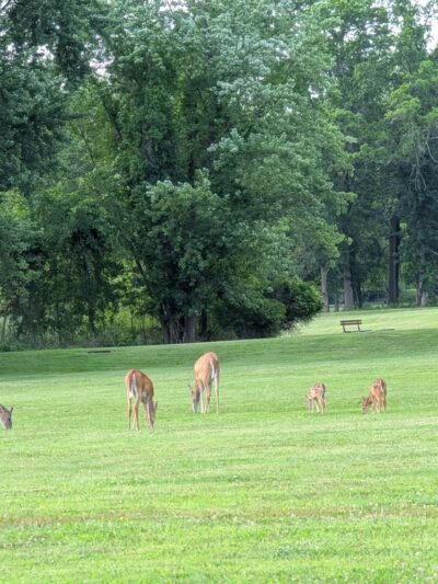 Kings Park - Congers, NY