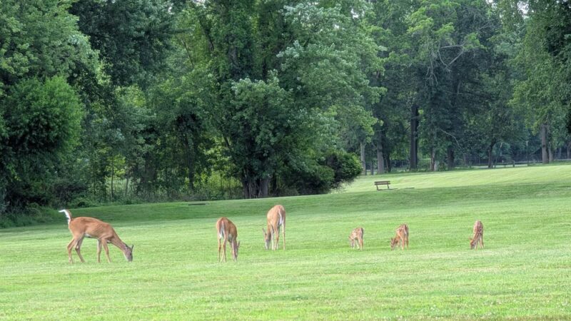 Kings Park - Congers, NY