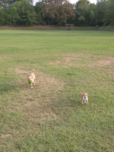 Wiggins Village Park - Conroe, TX