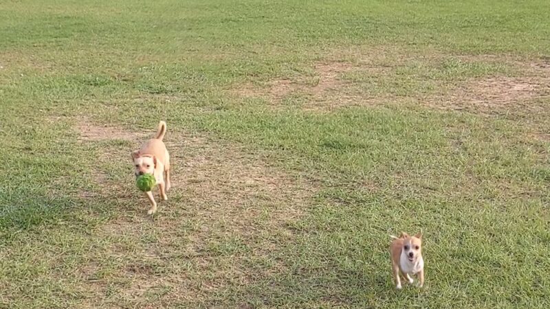 Wiggins Village Park - Conroe, TX