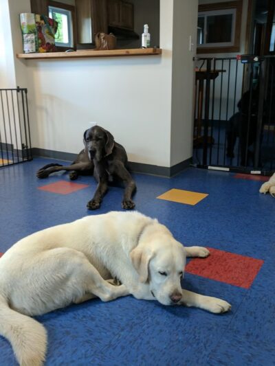 Dog Wild Pet Supply - Cooperstown, NY