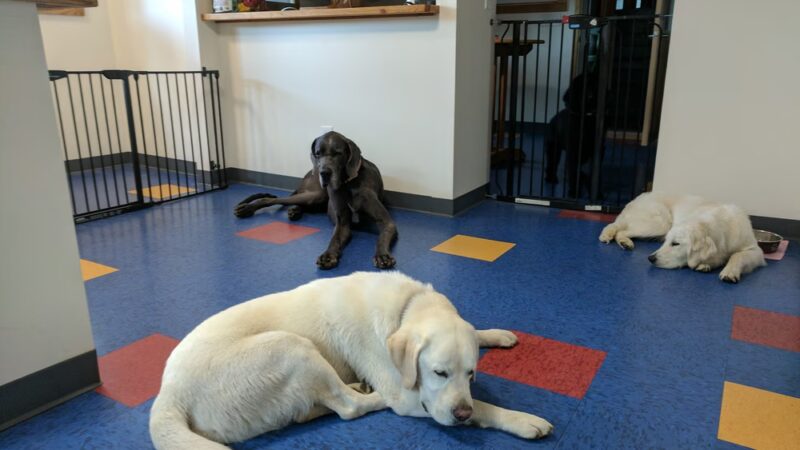 Dog Wild Pet Supply - Cooperstown, NY