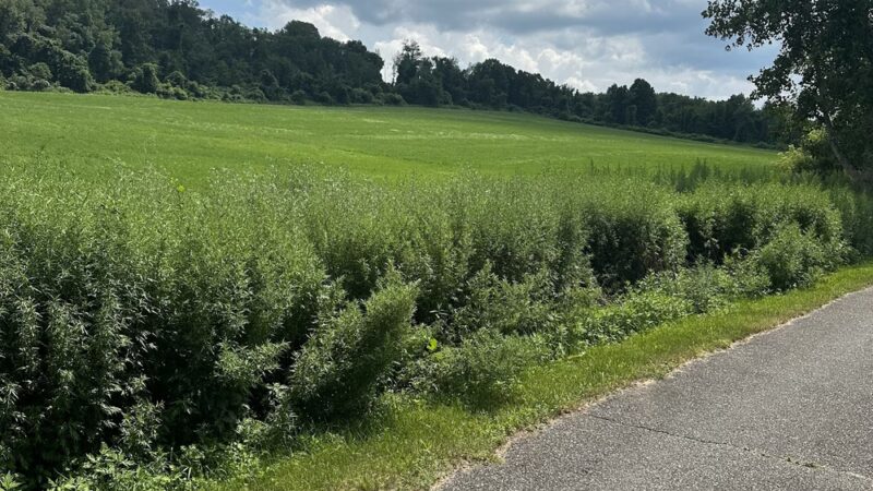Harlem Valley Rail Trail - Copake, NY