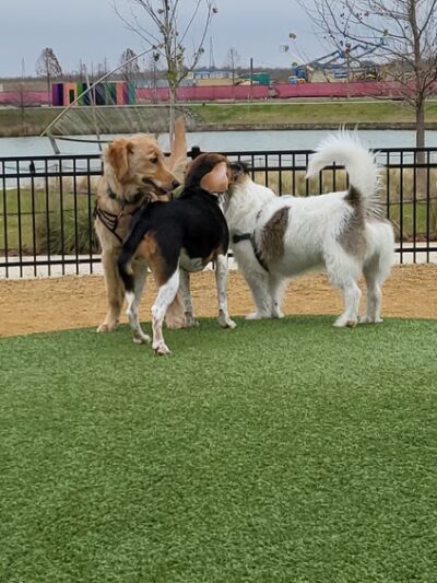 Bacon Dog Park at Cypress Waters - Coppell, TX