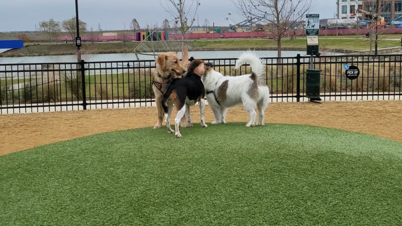Bacon Dog Park at Cypress Waters - Coppell, TX