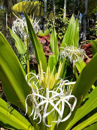 Venetia Park - Coral Gables, FL