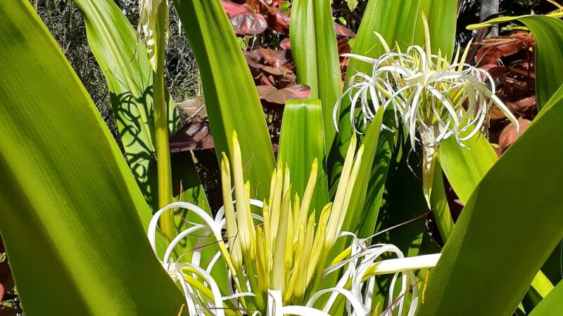 Venetia Park - Coral Gables, FL