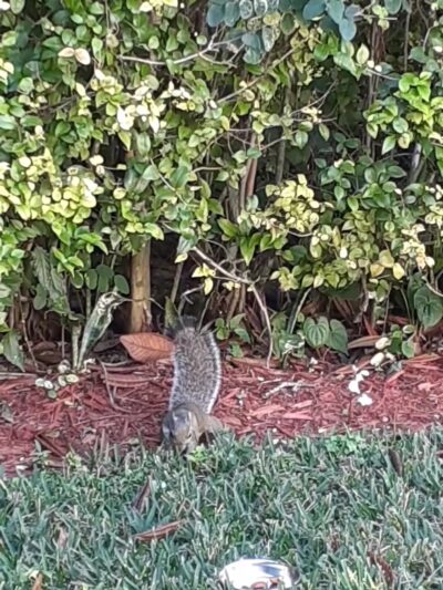 Venetia Park - Coral Gables, FL