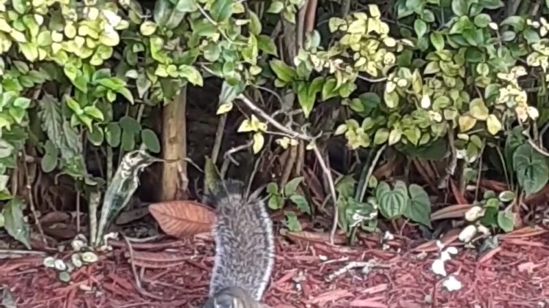 Venetia Park - Coral Gables, FL