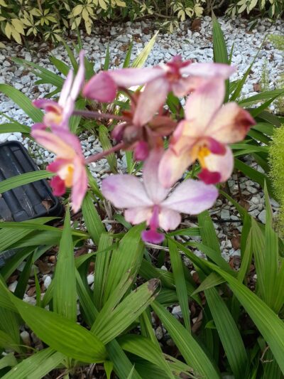 Venetia Park - Coral Gables, FL