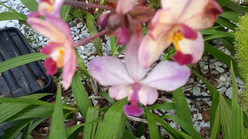 Venetia Park - Coral Gables, FL