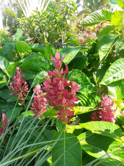 Venetia Park - Coral Gables, FL